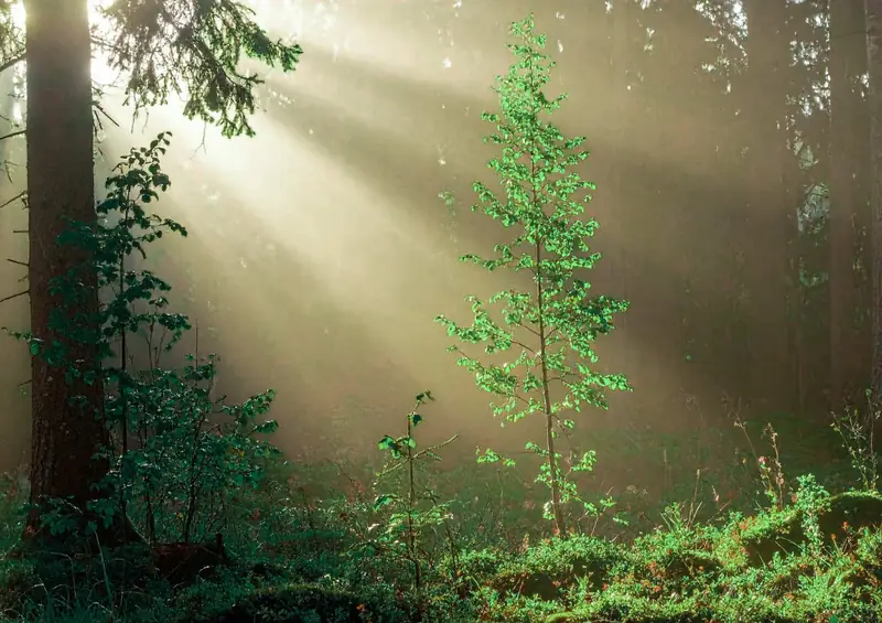 Ocena EcoVadis – przygotowanie firmy do oceny zrównoważonego rozwoju